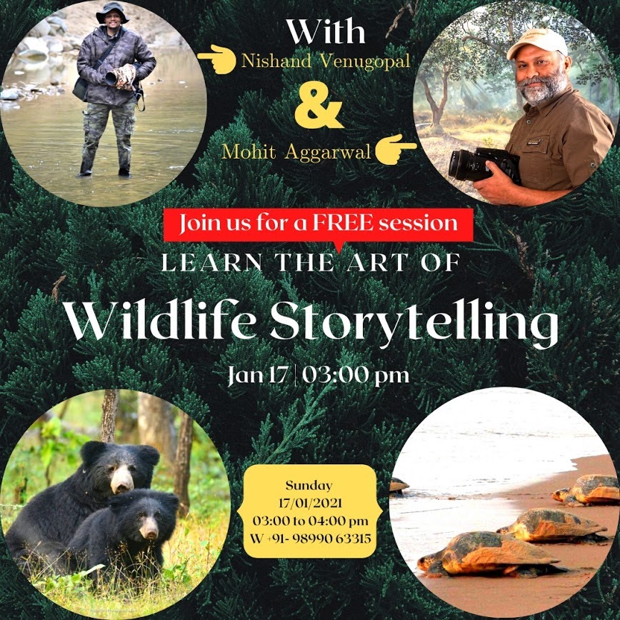 Wildlife Story Telling