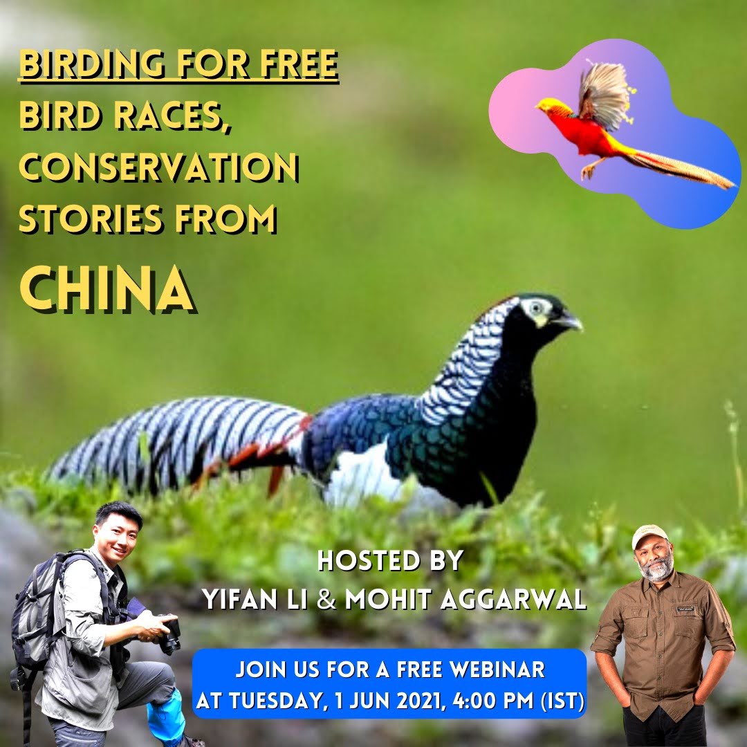 Bird Races - Conservation stories from China