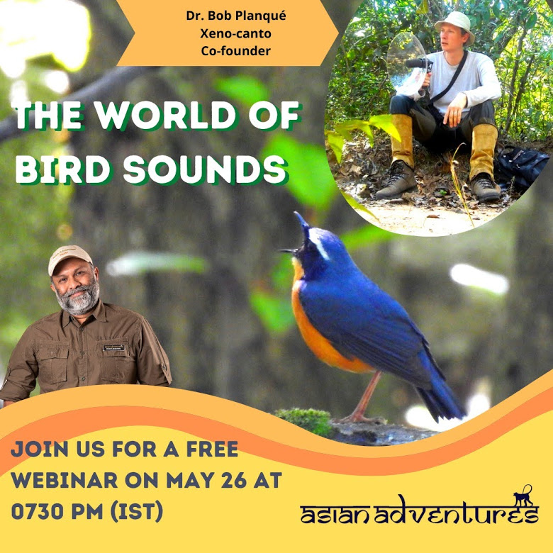 The World of Bird Sounds