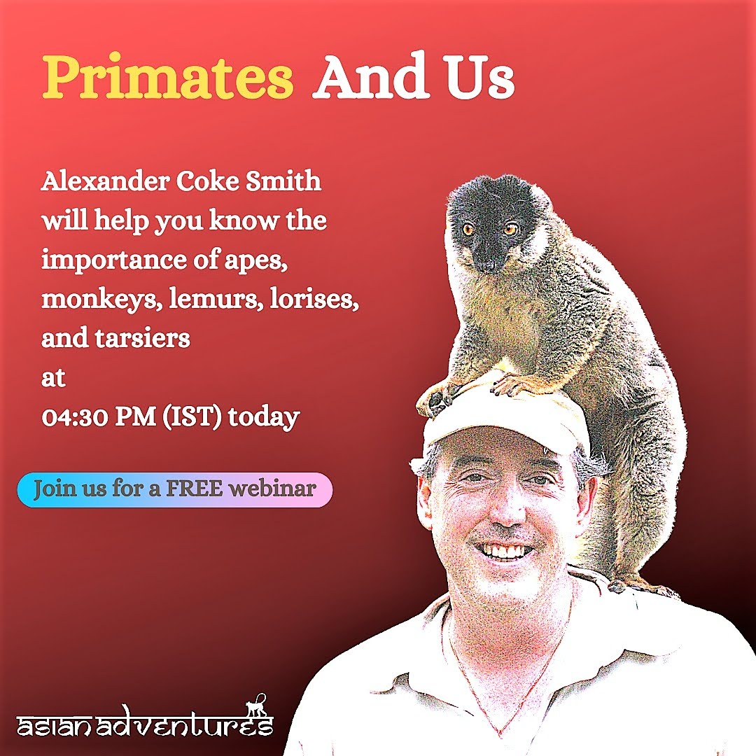 Primates | June 16 2021 | Alexander Coke Smith