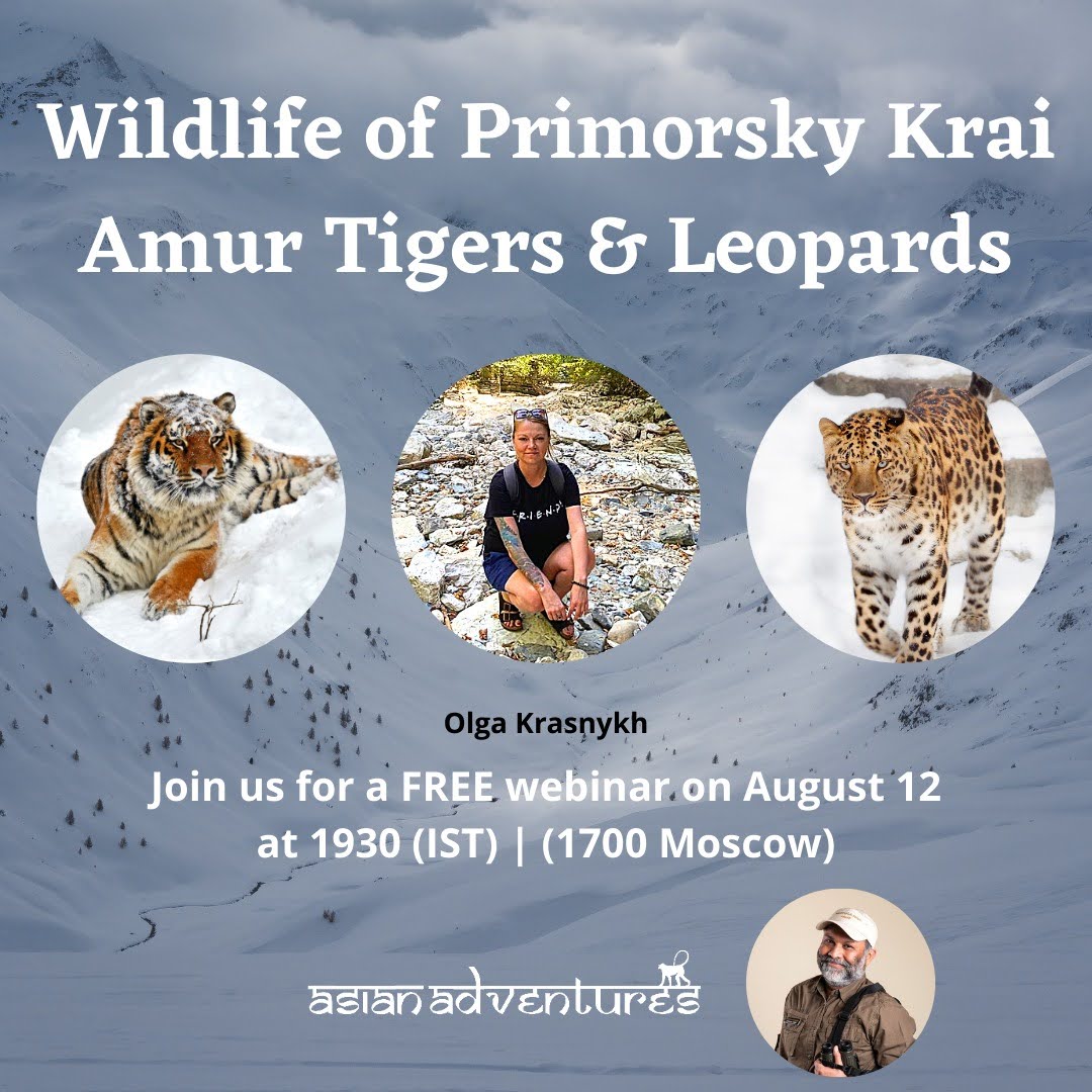 Primorsky Krai Wildlife 