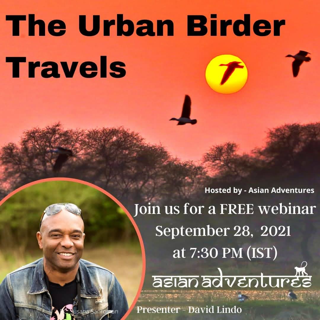 The Urban Birder Travels 