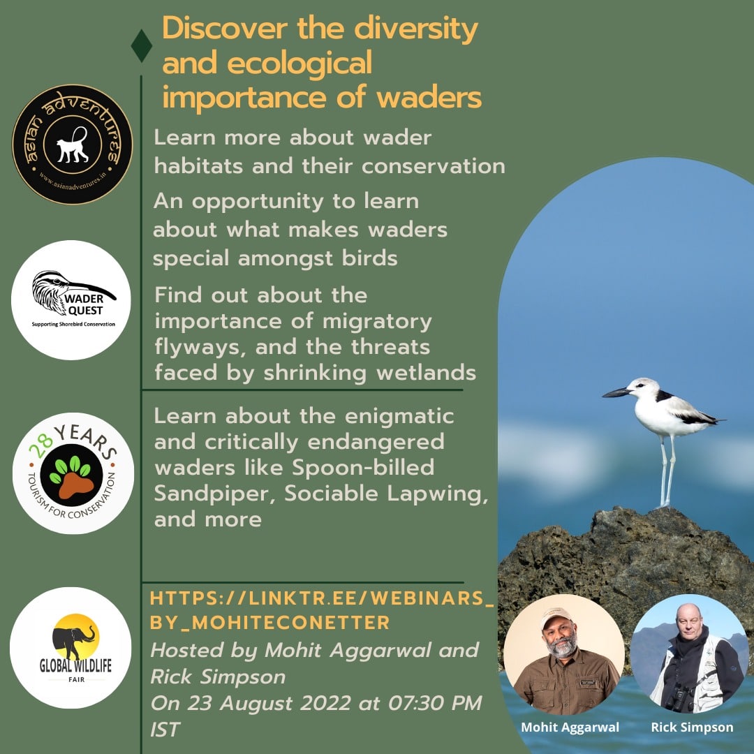 Discover the diversity and ecological importance of waders