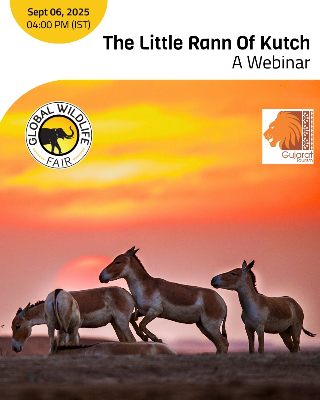 Wildlife journey in the little rann of kutch