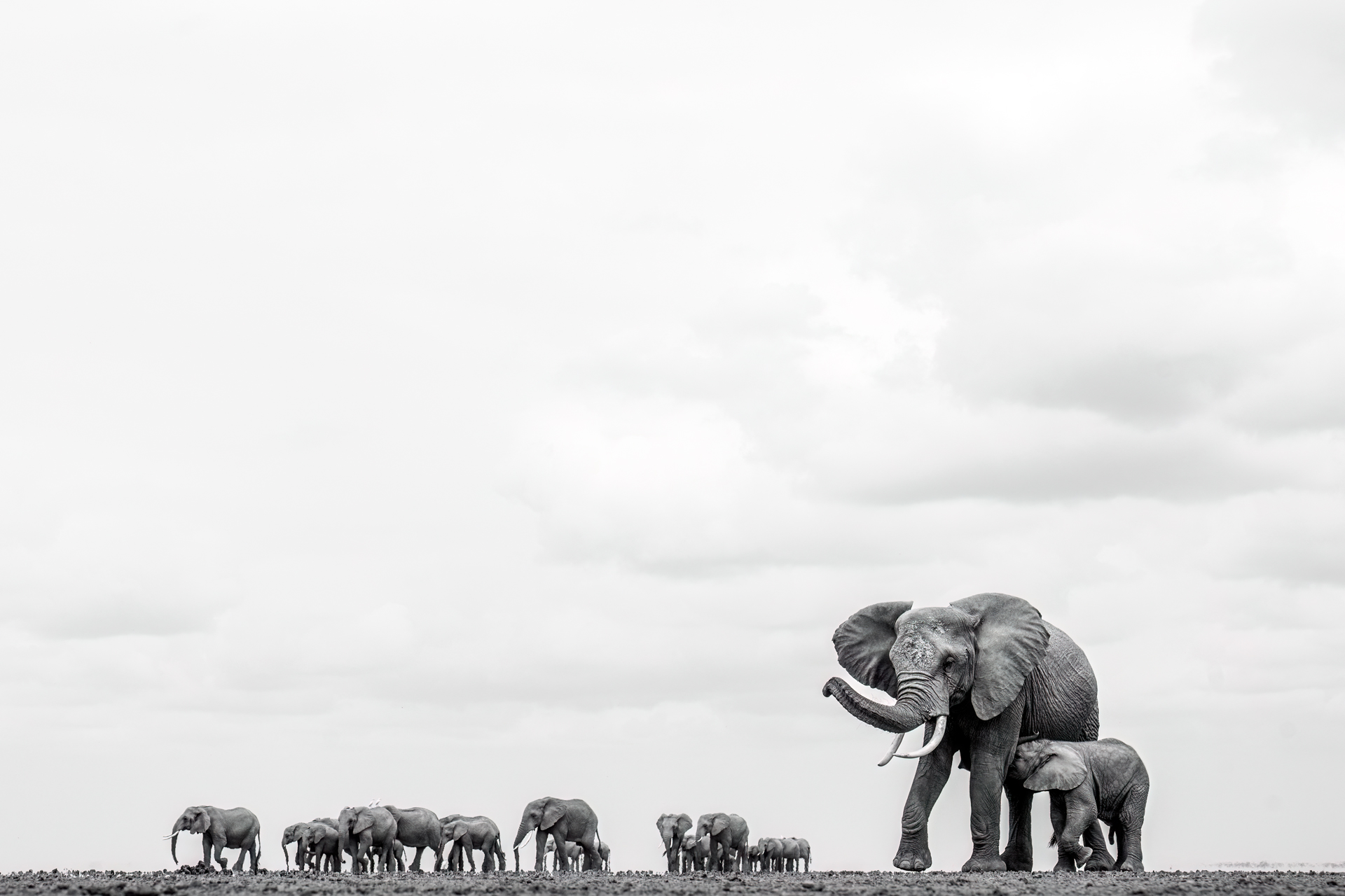 ELEPHANT