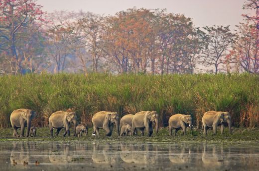 Elephants Dhritiman Mukherjee exebmm