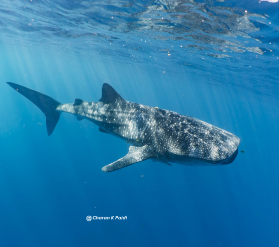 Whale Shark