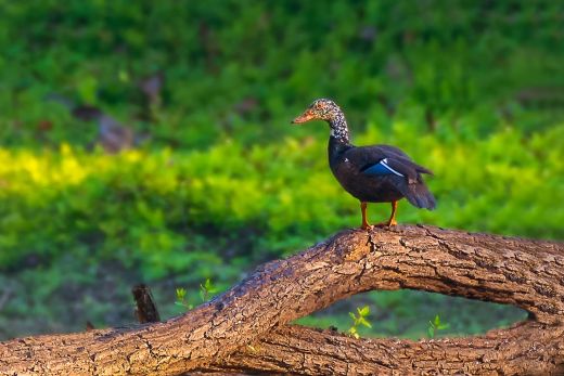 White-Winged-Wood-Duck