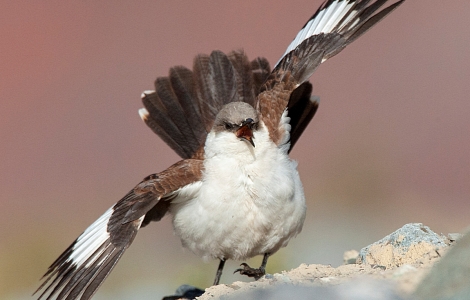 AGAMI - Black Tern - Groningen