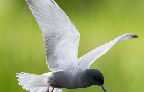 AGAMI - Black Tern - Groningen