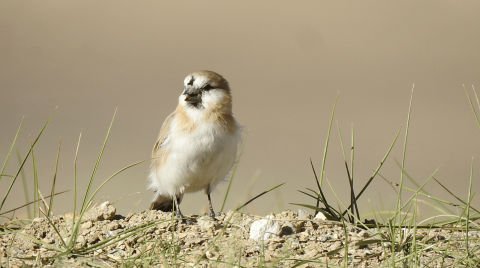 Blanford's snowfinch