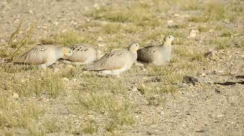 Tibetan sandgrouse