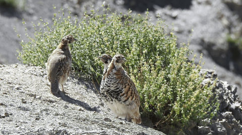 Tibetan partridge