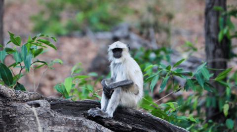 Northern Plains Gray Langur