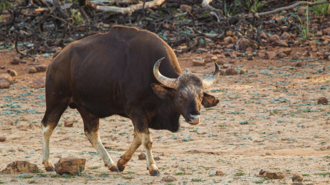 Indian Bison or Gaur