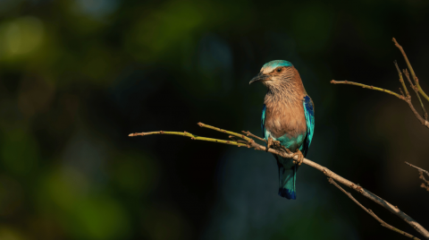 Indian roller