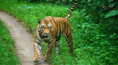 Pench National Park 