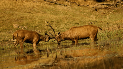 Sambar deer