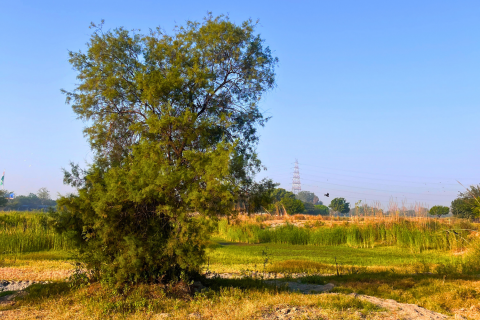 Amrut Biodiversity Park 