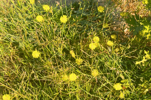 Amrut Biodiversity Park 
