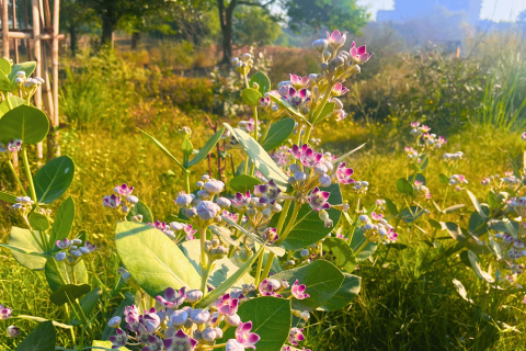 Amrut Biodiversity Park 