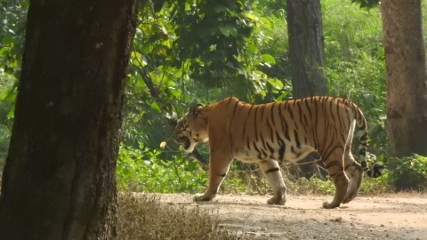 Bandhavgarh_Bengal_Tiger_Tour