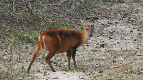 Bandhavgarh_Jungle_Safari