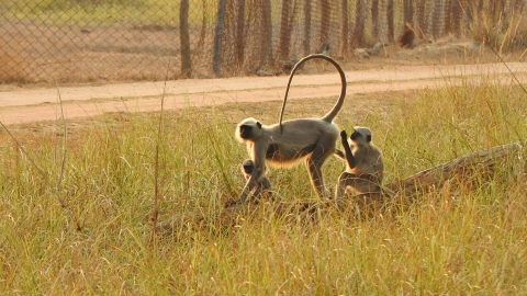 Bandhavgarh_Morning_Safari