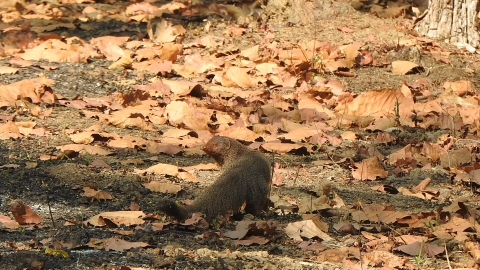 Bandhavgarh_National_Park_Photography_Tour