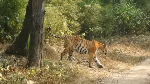 Bandhavgarh_Tiger_Reserve