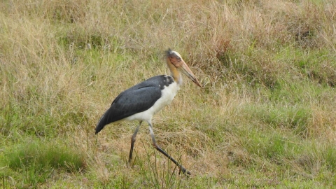 Bandhavgarh_Wildlife_Tour