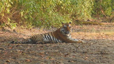 Bengal_Tiger_Safari_Tour