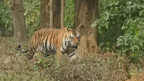 Bengal_Tiger_in_Bandhavgarh