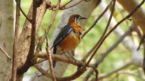 Bird_Watching_in_Central_India