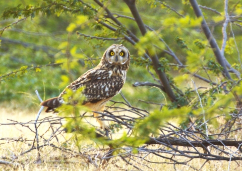 Bird_Watching_in_Gujarat