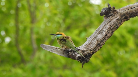 Birding_Tour_in_India