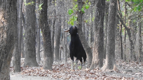 Central_India_Wildlife_Safari_Tour