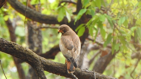 Forest_Birding_in_India