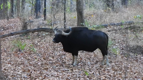 Safari_Tour_in_Central_India