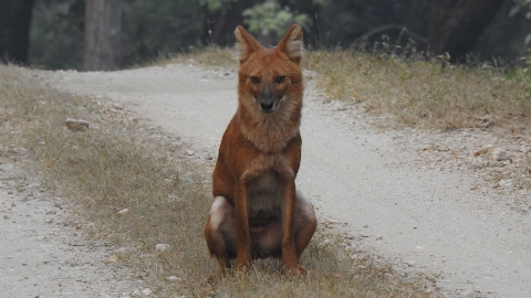 Wildlife_Photography_Tour