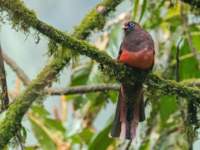 A Quest to see Mr and Mrs. Ward’s Trogon