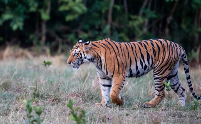 Jungle Tiger Safari in Bandhavgarh