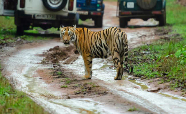 Tadoba for Wild Tiger Trails Experience