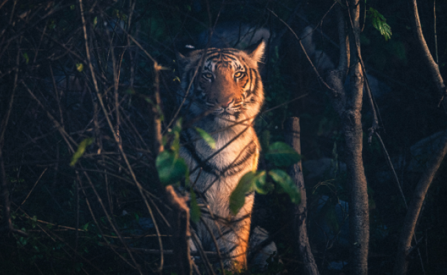 Corbett National Park - A Tiger and Birding Safari
