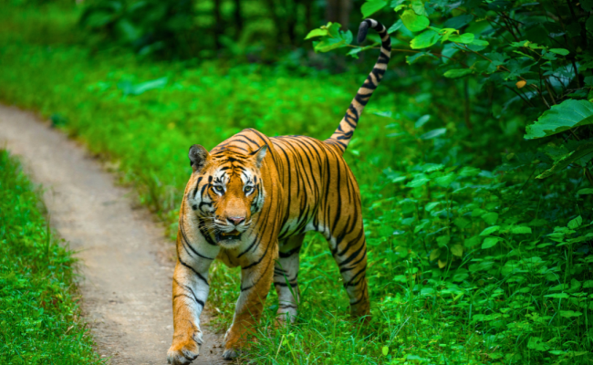 Photographing Tigers at Pench National Park