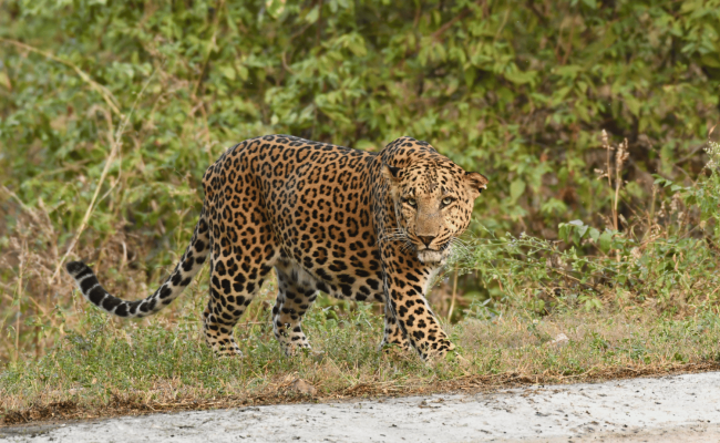 2 Big Cats and 250 Species in 4 Bird and Wildlife Hotspots of Rajasthan