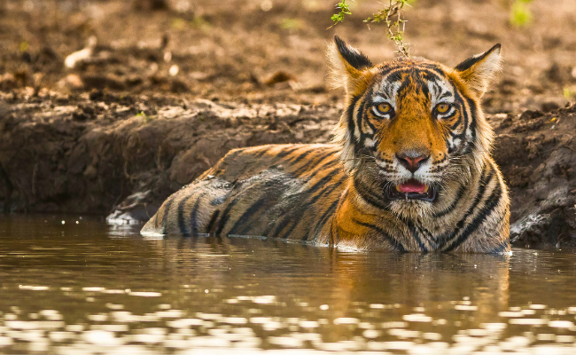 Rajasthan's Wild Paradise