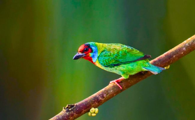 Kerala Birding and Photography Expedition