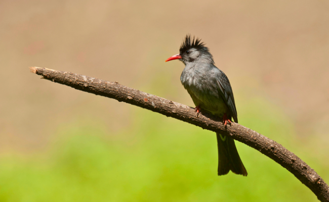 Explore Himalayan Birdlife in Sattal Forests