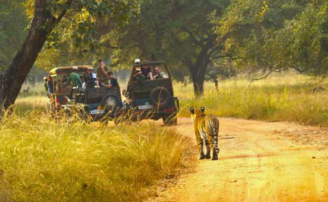 Central India Tiger Safaris Tour